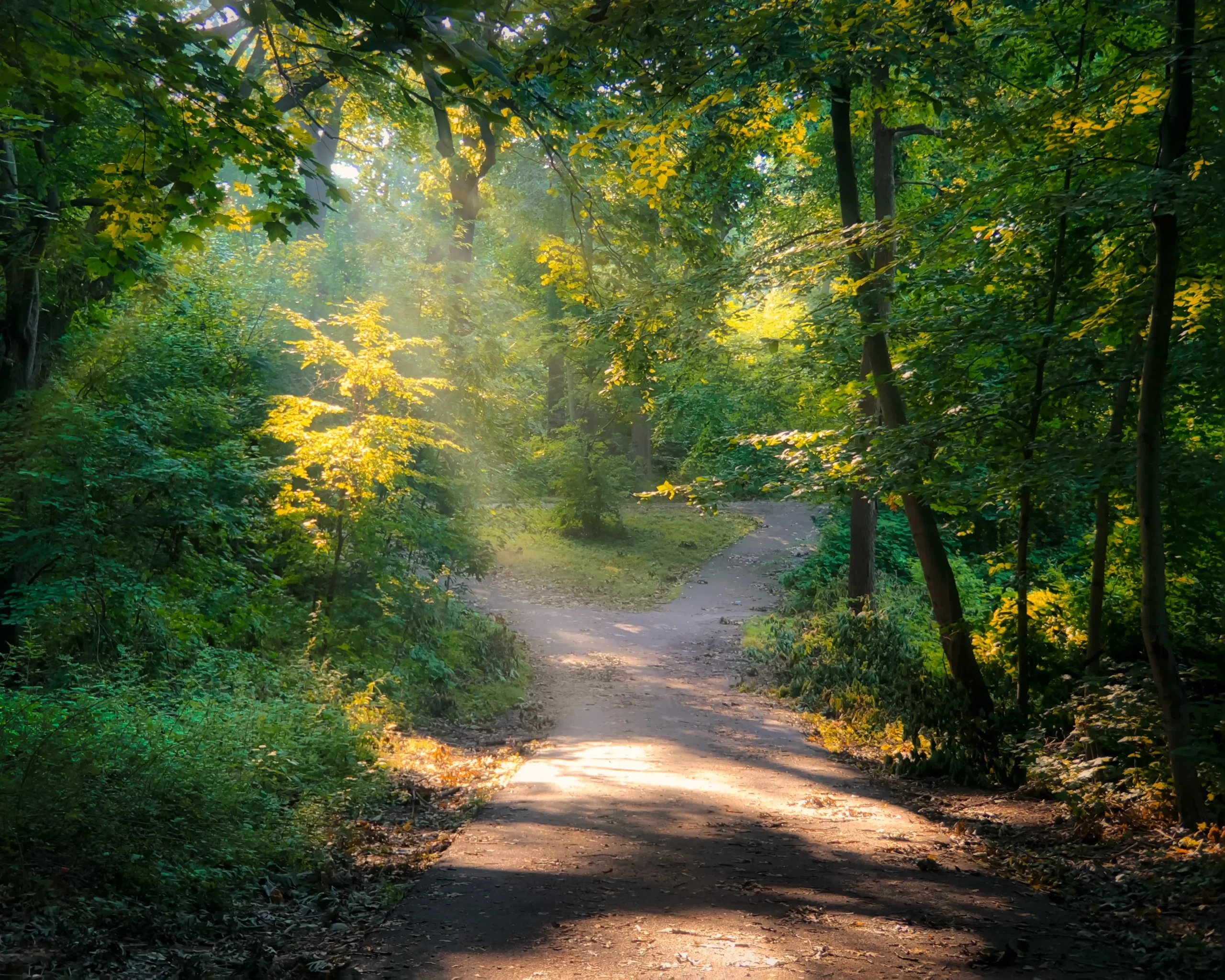 YML Insights: Kurse & Workshops: Sonnenlicht fällt auf einen Waldweg