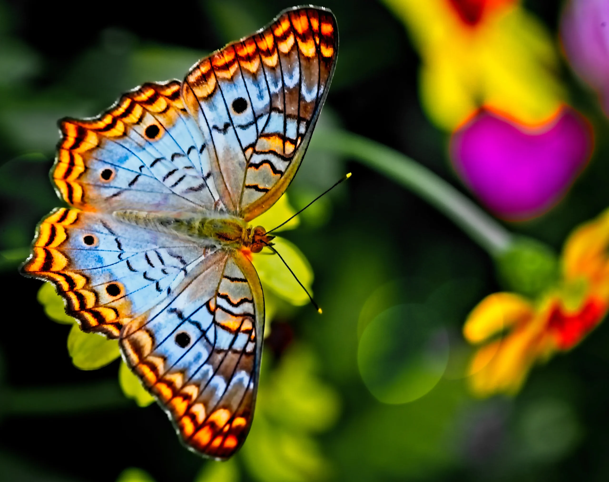 YML Potsdam - ein bunter Schmetterling zur Symbolisierung der Entfaltung der Selbsterneuerung, Selbstbestimmung, Selbstausdruck, Selbstverwirklichung, Selbstwertgefühl- und vertrauen bei Your Meditative Life