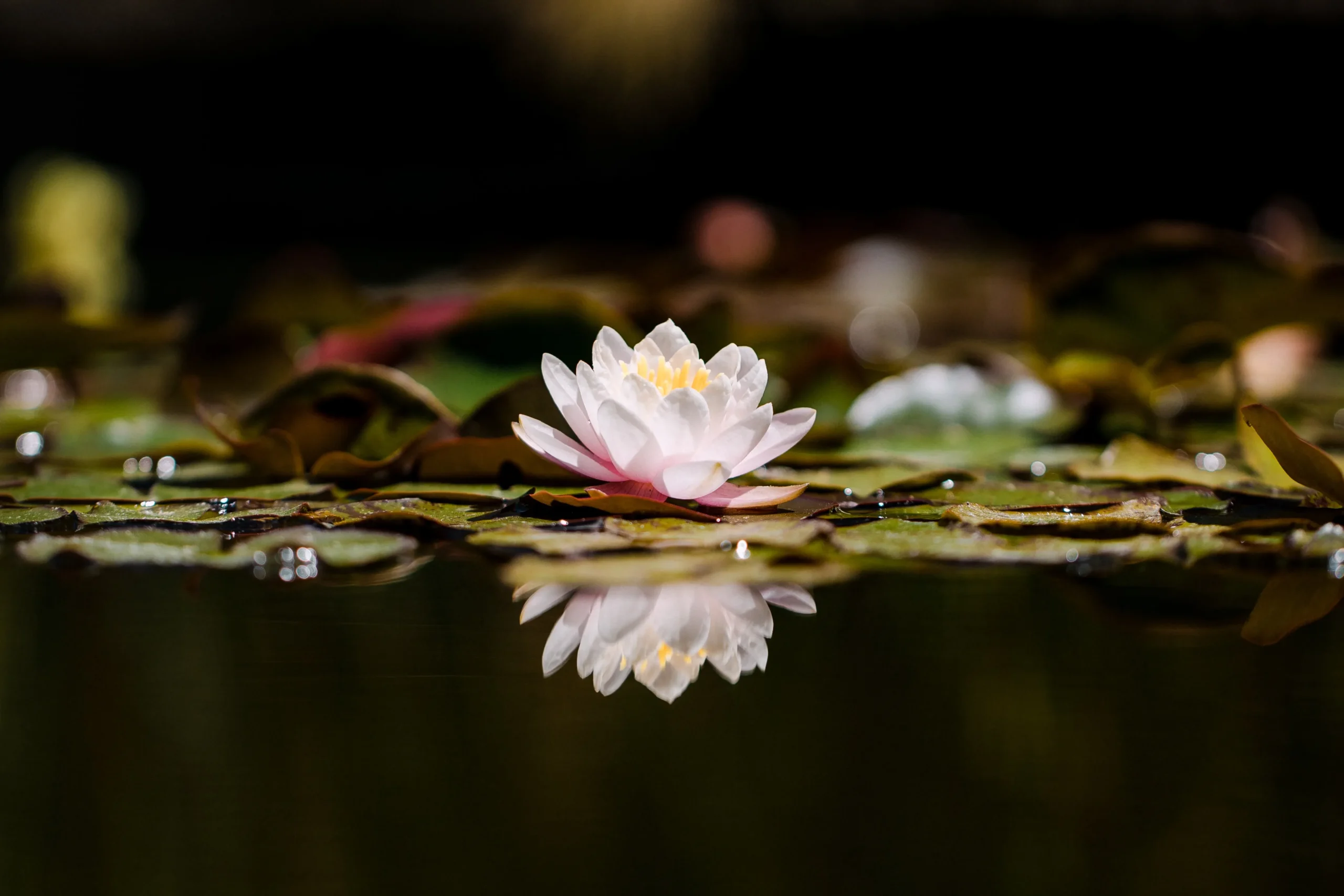 YML Potsdam - eine Lotusblüte, die sich im Wasser spiegelt zur Symbolisierung der Transzendenz: Selbsthingabe, Selbstranszendenz, Sinn, Stille, All-Eins-Sein bei Your Meditative Life