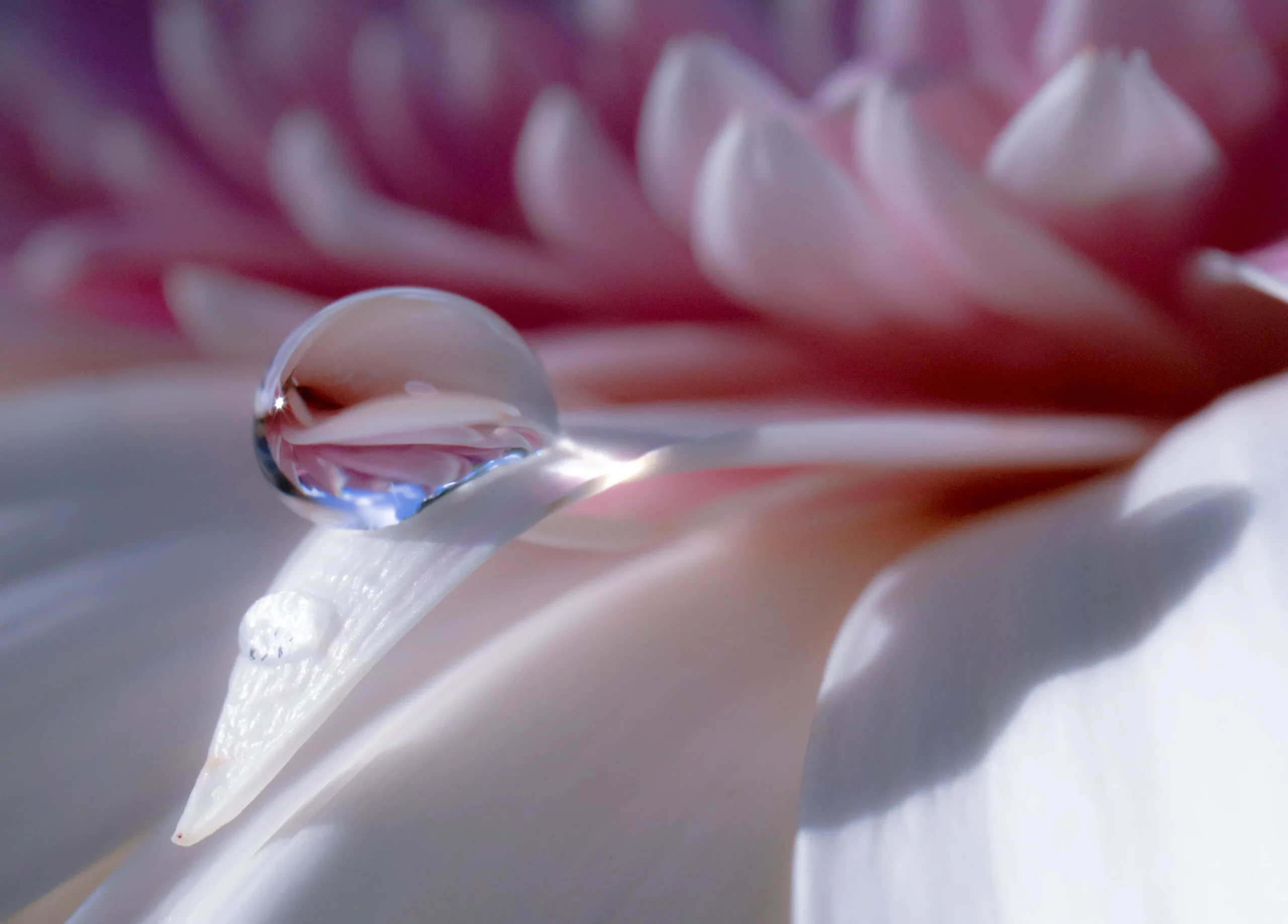 Ein Wassertropfen, der von einer pinkweißen Lotusblüte abperlt als Symbol für einen Neuanfang