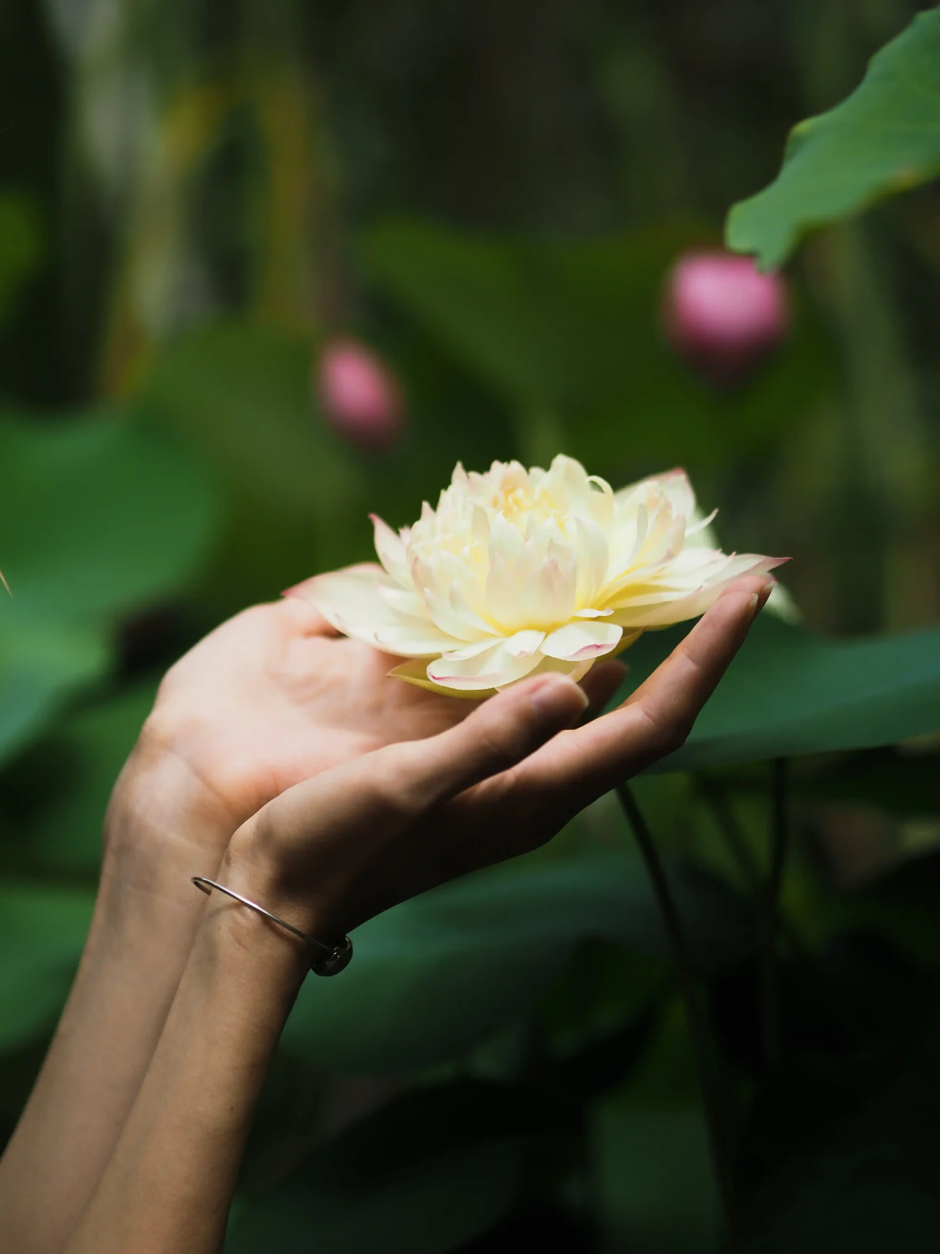 YML Potsdam - Lotusblüte in den Händen zur Symbolisierung der Transzendenz: Selbsthingabe, Selbstranszendenz, Sinn, Stille, All-Eins-Sein bei Your Meditative Life