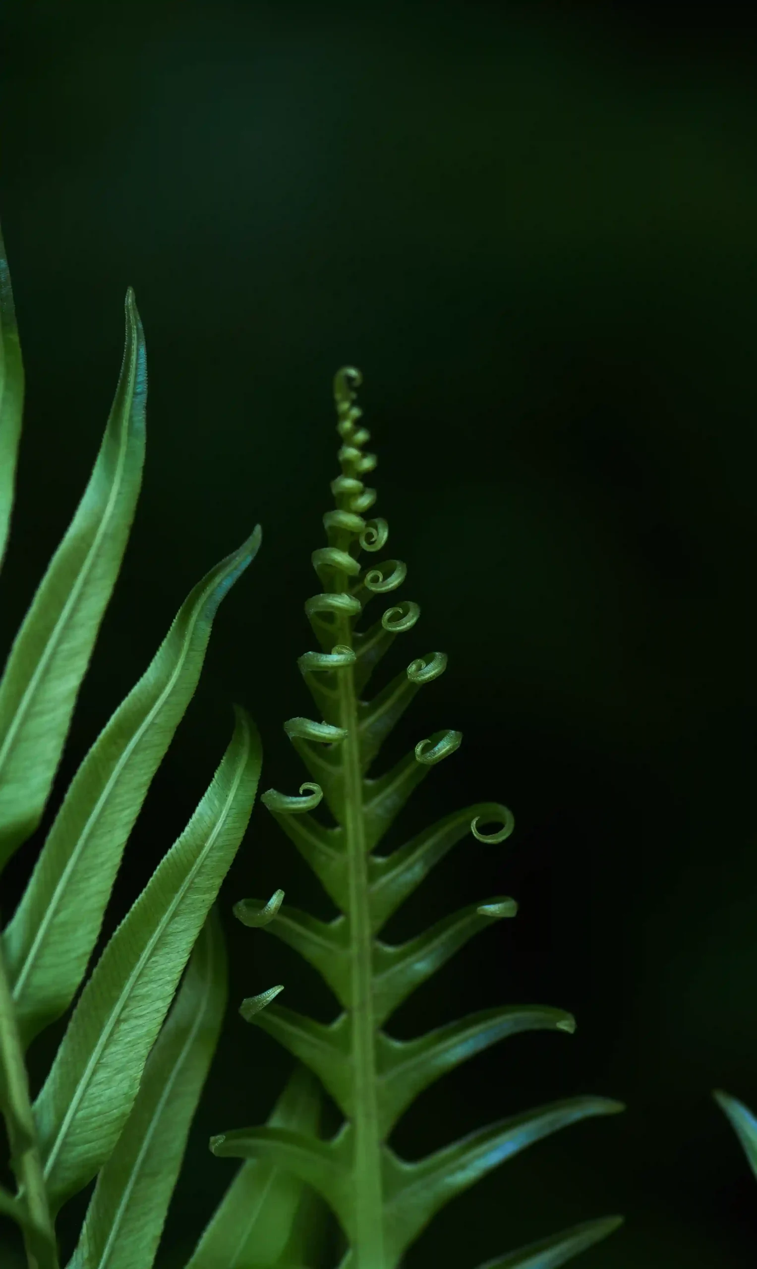 YML Potsdam - Pflanze zur Symbolisierung der Entfaltung der Selbsterneuerung, Selbstbestimmung, Selbstausdruck, Selbstverwirklichung, Selbstwertgefühl- und vertrauen bei Your Meditative Life